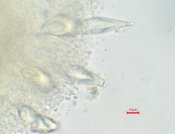 Hohenbuehelia petalodes