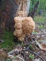Sparassis crispa