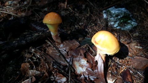 Suillus grevillei