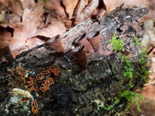 Cyathus striatus