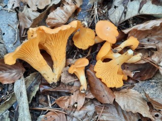 Cantharellus cibarius
