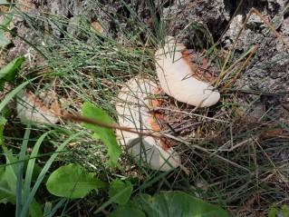 Ganoderma resinaceum