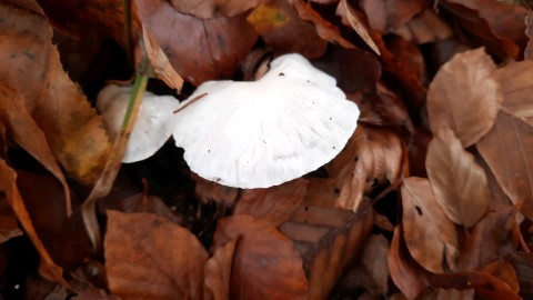 Hygrophorus eburneus