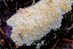 Xylodon radula