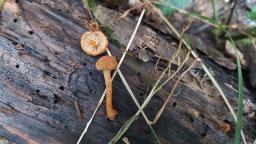 Flammulaster muricatus