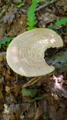 Polyporus tuberaster