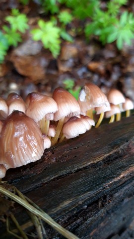 Mycena renati