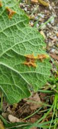 Puccinia modiolae