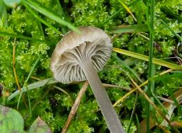 Entoloma undulatosporum