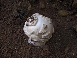 Amanita strobiliformis