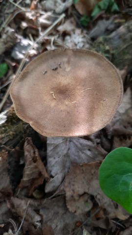 Lentinus substrictus