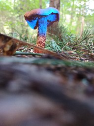 Cortinarius rubellus