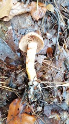 Cortinarius bolaris