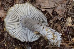 Hygrophorus marzuolus