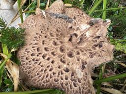 Sarcodon imbricatus