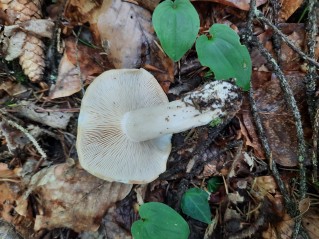 Calocybe gambosa