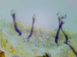 Tubulicrinis strangulatus