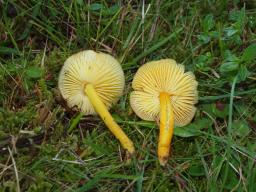 Hygrocybe chlorophana