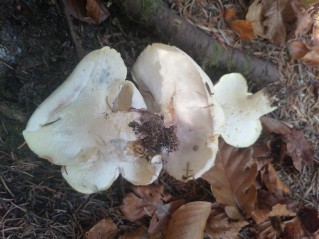 Albatrellopsis confluens