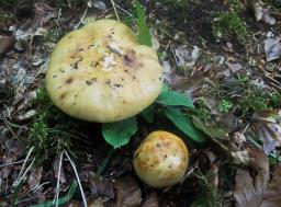 Russula foetens