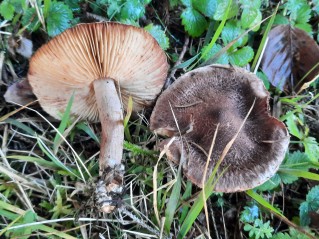 Tricholoma vaccinum