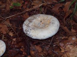 Lactifluus bertillonii