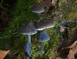 Mycena polygramma