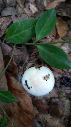 Hygrophorus penarius