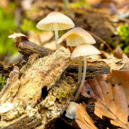 Mycena galericulata