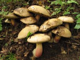 Butyriboletus fechtneri