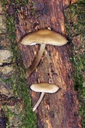 Mycena galericulata