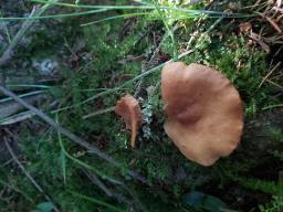 Lactarius lacunarum