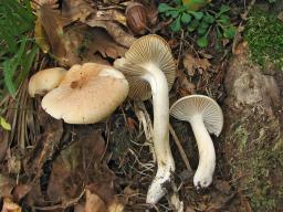 Hygrophorus nemoreus