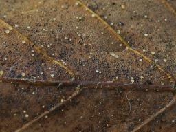 Hymenoscyphus albopunctus