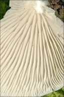 Crepidotus mollis