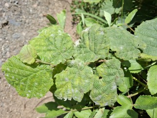 Erysiphe corylacearum
