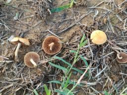 Agrocybe vervacti