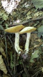 Suillus placidus