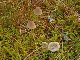 Mycena metata