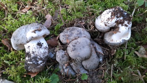 Hygrophorus marzuolus