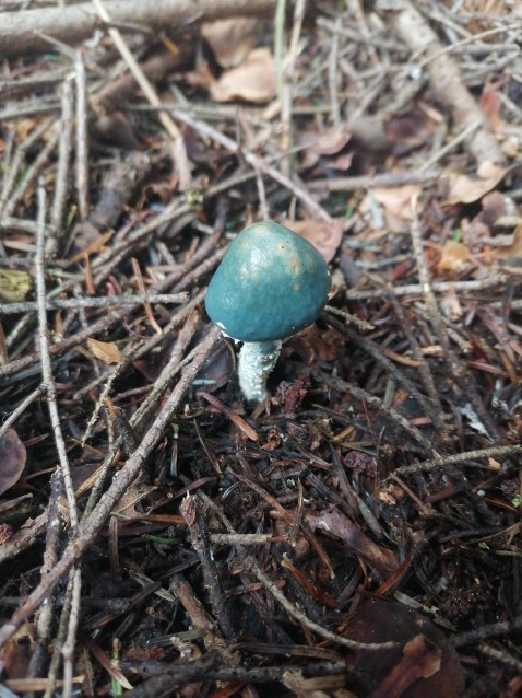 Stropharia aeruginosa