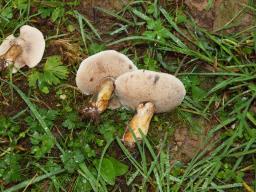 Suillus viscidus