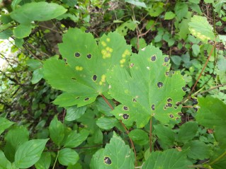 Rhytisma acerinum