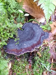 Ischnoderma benzoinum