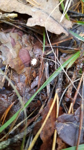 Cyathus striatus