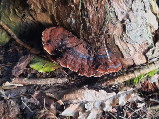 Ischnoderma benzoinum