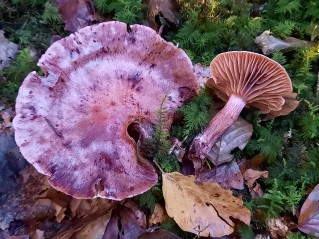 Hygrophorus capreolarius