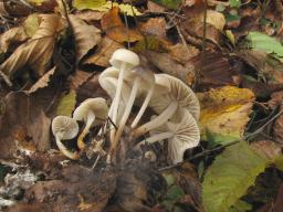 Marasmius torquescens