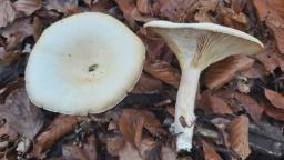 Infundibulicybe geotropa