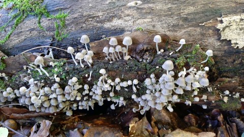 Coprinellus disseminatus